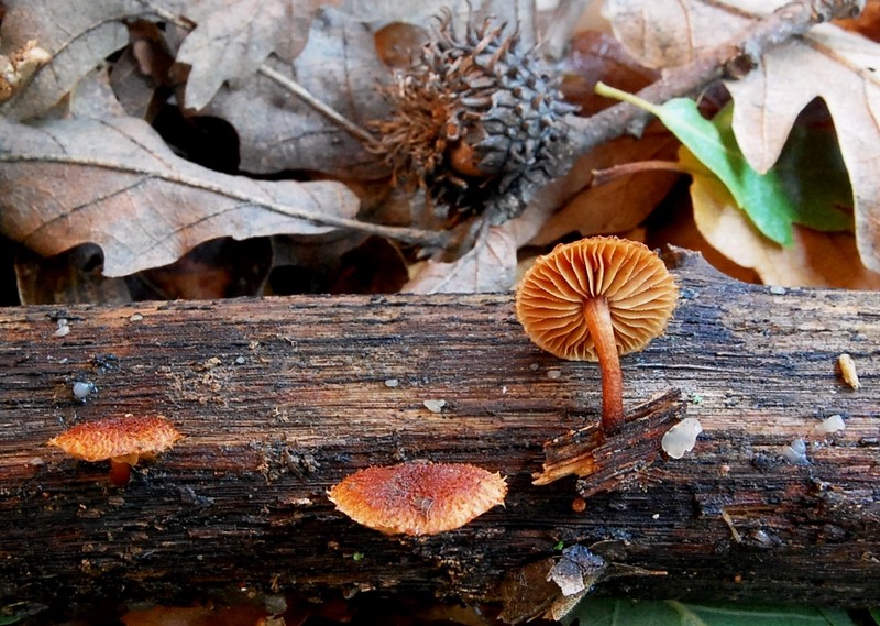 Altro ritrovamento 11.05.2010